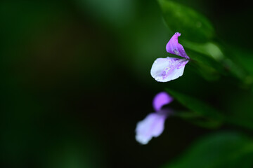 ハグロソウの紫色の小さな花
