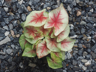 bueatyful caladium bicolor house pot sweet and vareigated plants
