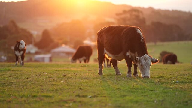 Close up of Stud Beef bulls and cows grazing on grass in a field, in Australia. eating hay and silage. breeds include speckle park, murray grey, angus, brangus and wagyu and hereford.