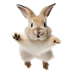 Obraz premium adorable young bunny jumping. white background.
