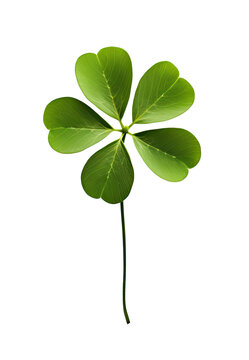 healthy green clover leaf. background image. 