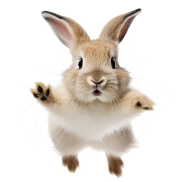 adorable young bunny jumping. white background.