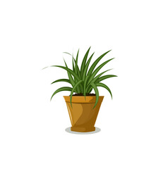 Home plants vector illustration. Decorative houseplants. houseplants growing in flower pot. 