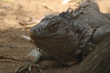 close up of a iguana