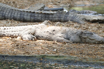 alligator in the everglades