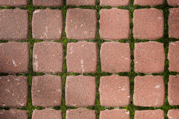 Green moss between gray square paving stones