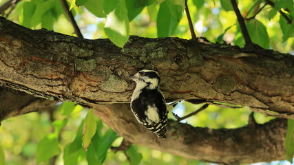 キツツキ カナダ 北米