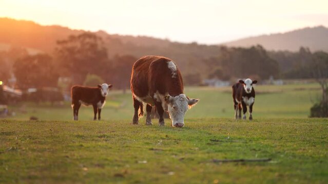 Close up of Stud Beef bulls and cows grazing on grass in a field, in Australia. eating hay and silage. breeds include speckle park, murray grey, angus, brangus and wagyu and hereford.