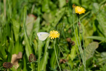 Small white butterfly (Pieris rapae) perched on a yellow flower in Zurich, Switzerland