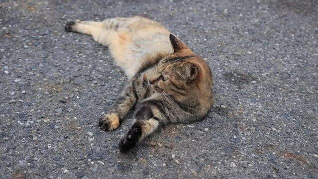 のんびり過ごしている可愛い野良の地域猫