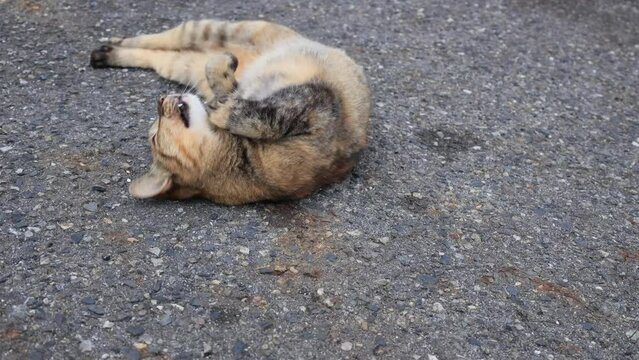 のんびり過ごしている可愛い野良の地域猫