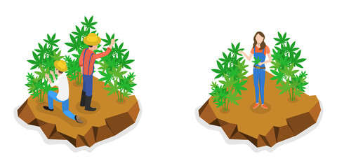 3D Isometric Flat  Conceptual Illustration of Hemp Farm, Marijuana Production