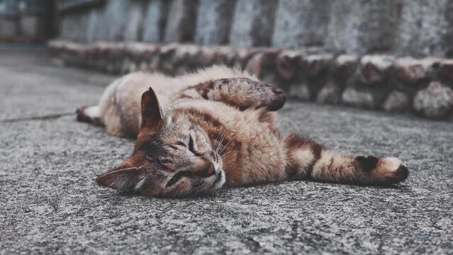 のんびり過ごしている可愛い野良の地域猫