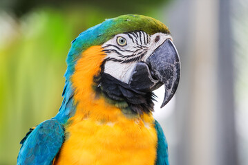 Colorful blue and gold Macaw portrait