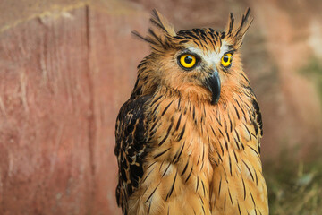 Close-up of a Buffy Fish Owl with yellow eyes - Powered by Adobe