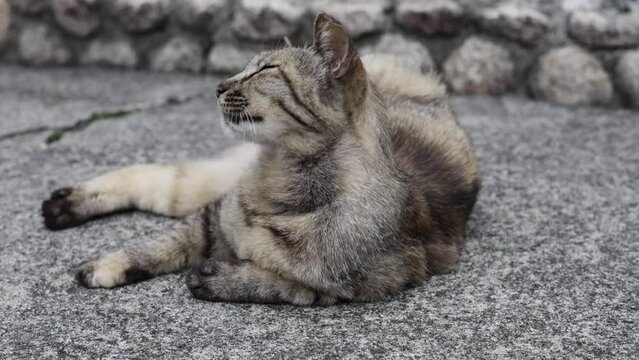 のんびり過ごしている可愛い野良の地域猫