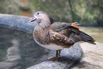 Mandarin Ducks in a small pond