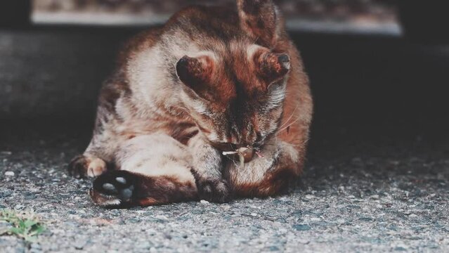 のんびり過ごしている可愛い野良の地域猫