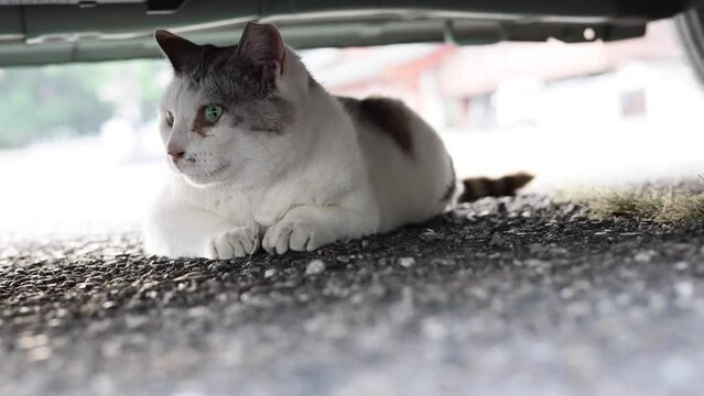 のんびり過ごしている可愛い野良の地域猫