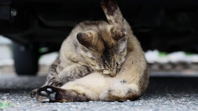 のんびり過ごしている可愛い野良の地域猫