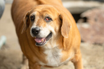 brown beagle fat dog has abnormal eyes