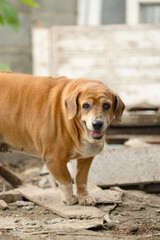 brown beagle fat dog has abnormal eyes