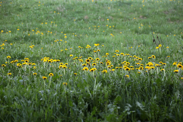 Landschaft im Schwarzwald in der nähe von Hofsgrund