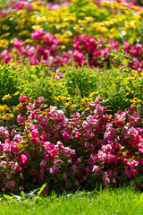 Obraz premium Close-up of flower bed at town square at Swiss City of Zürich on a sunny autumn day. Photo taken September 23rd, 2023, Zurich, Switzerland.