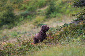 a happy hunting dog, a pudelpointer, on a mountain meadow at a autumn morning