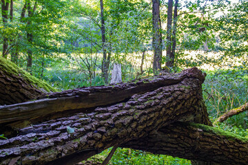 Broken dead branch of a tree in the woods