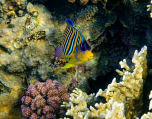 Fototapeta na wymiar fish and coral 