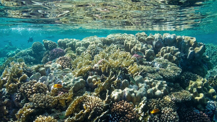 Naklejka na ściany i meble underwater world coral reef in the red sea