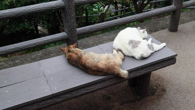 のんびり過ごしている可愛い野良の地域猫