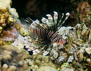 underwater world of the Red Sea lionfish