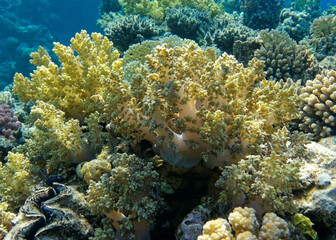 Naklejka na ściany i meble underwater world of corals and fishes,background