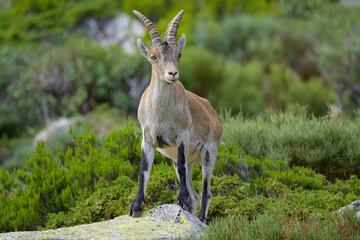 Cabras montesas en la Sierra de Guadarrama
