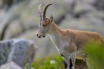 Cabras montesas en la Sierra de Guadarrama
