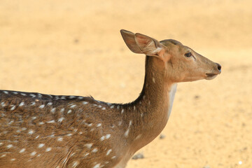 Obraz premium Indonesian Deer. Brown deer. Deer in captivity. Portrait of deer