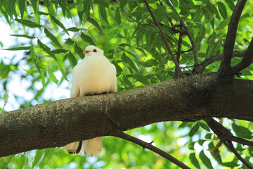 Dove perched on a tree branch