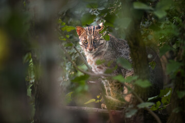 Amur or Siberian Leopard Cat, Prionailurus bengalensis euptilurus, discreet cat in its native...