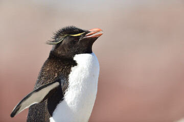 Felsenpinguin Nahaufnahme/Portrait mit rötlichem Hintergrund in der Sonne