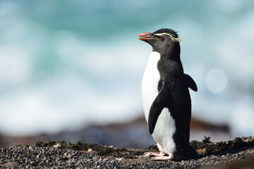 Nahaufnahme von einem Pinguin der am Strand in der Sonne sitzt, Felsenpinguin