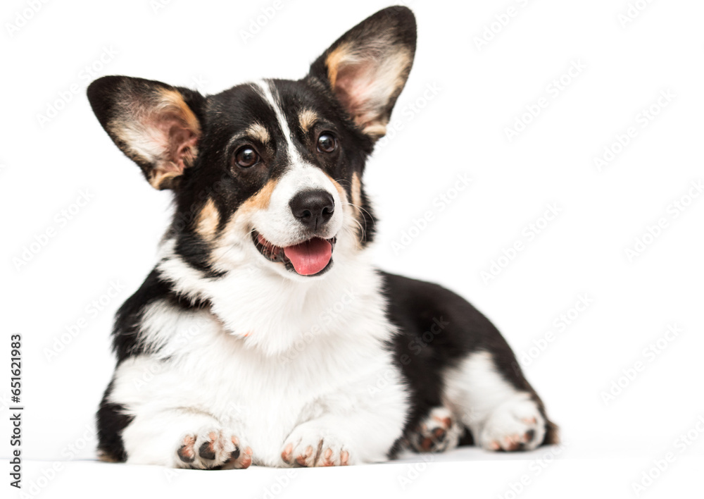 Poster corgi dog with tongue on white background