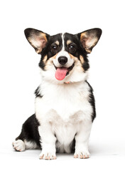 smiling corgi dog with tongue out on white background