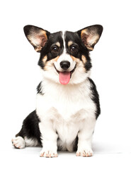 corgi dog with tongue on white background