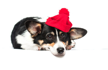 Corgi dog in a red hat on a white background