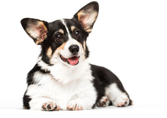 corgi dog with tongue on white background