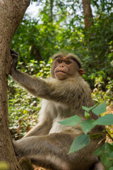 Monkey in India Thinking about the future
