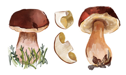 

Boletus edulis or cep mushrooms isolated on white background. Collection.
