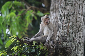 a monkey perched on a tree